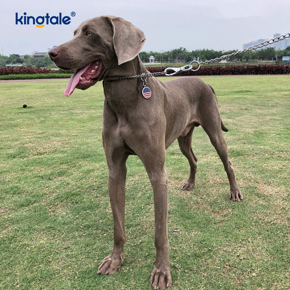 Corrente pesada do deslizamento P da coleira do bloqueador do cão do treinamento do metal para cães