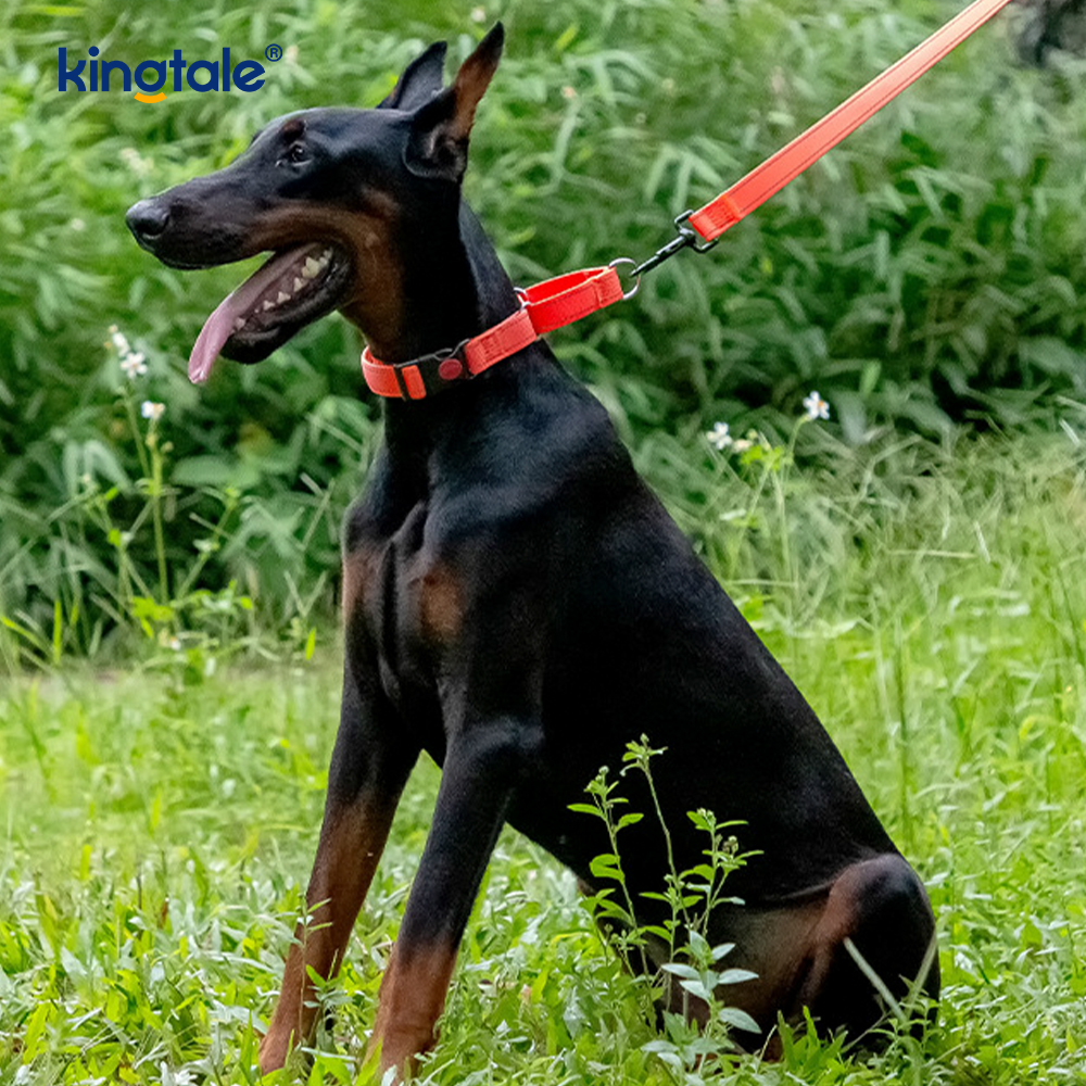 Nenhuma coleira de nylon ajustável reflexiva do Martingale da tração para cães de S M A L L