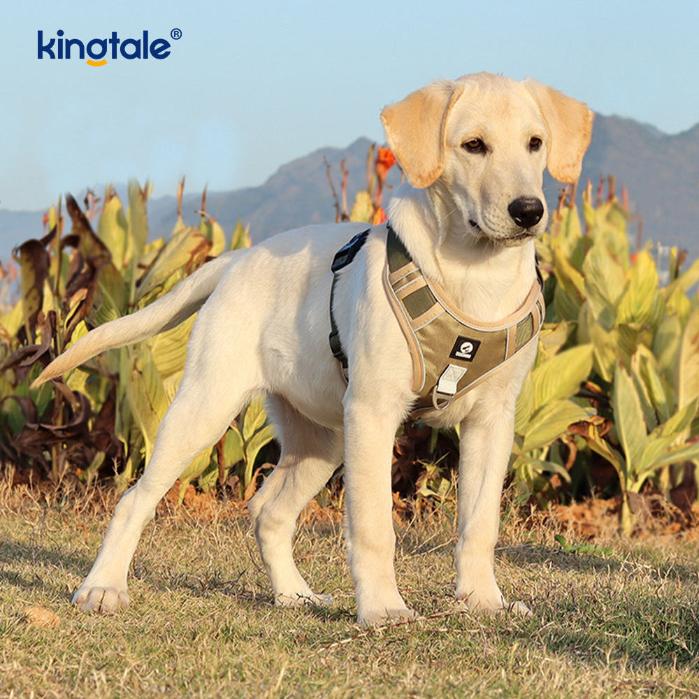 Arnês esportivo respirável ajustável reflexivo de rebite de nylon com trela de cachorro