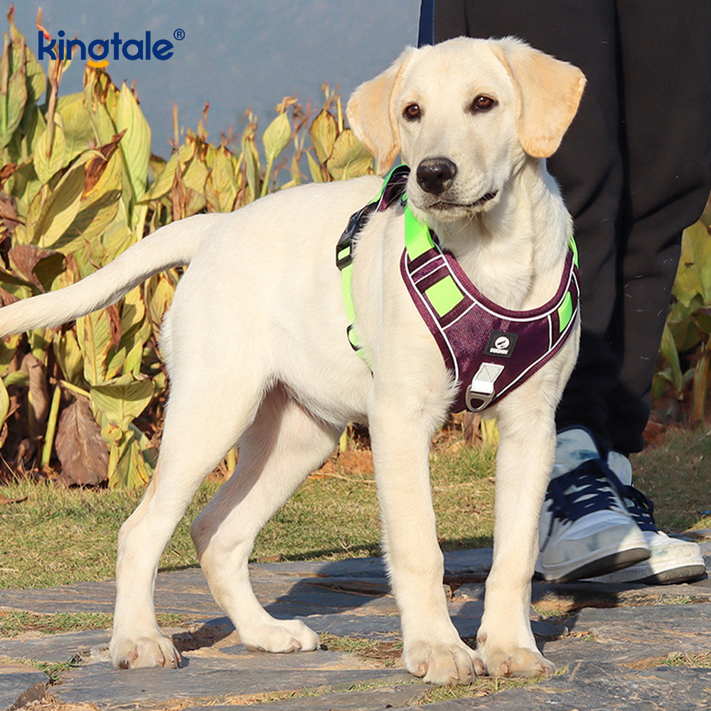 Arnês esportivo respirável ajustável reflexivo de rebite de nylon com trela de cachorro